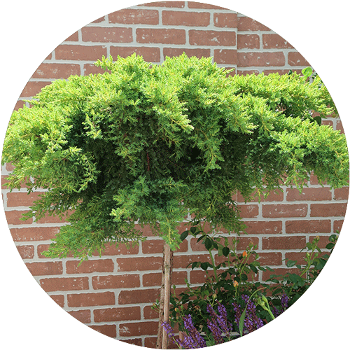 Frosted Juniper in Tree Form.